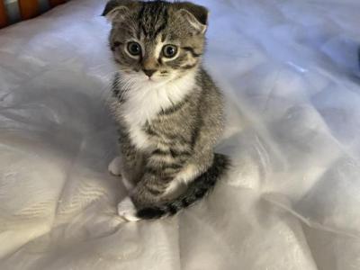 Zinnias Litter - Scottish Fold - Gallery Photo #1