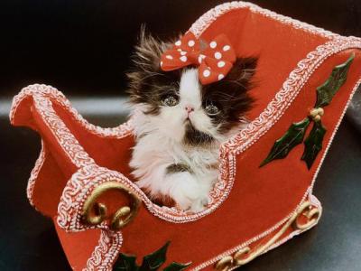 Xmas Kittens Coming Soon - Persian - Gallery Photo #1