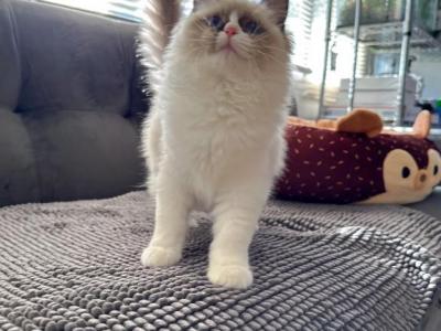 Nala - Ragdoll - Gallery Photo #1