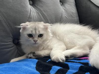 Marshmallow - Scottish Fold - Gallery Photo #1