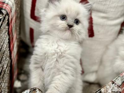 Christmas Kittens Upcoming Litter - Persian - Gallery Photo #1