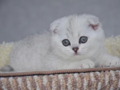 Scottish Fold Silver Calvin_ - Scottish Fold - Gallery Photo #1