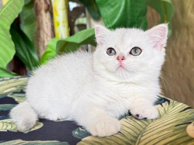 British Shorthair Silver Chinchilla Female - British Shorthair - Gallery Photo #1