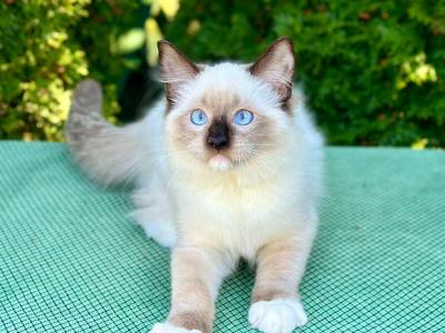 Ermolay - Ragdoll - Gallery Photo #1