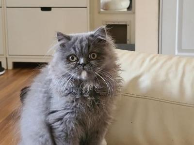 Fluffy - British Shorthair - Gallery Photo #1