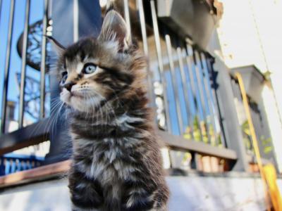 Maine Coon - Maine Coon - Gallery Photo #1