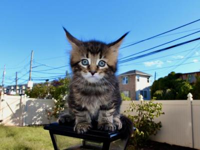 Maine Coon Female - Maine Coon - Gallery Photo #1