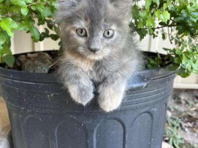 Baby Girl - Maine Coon - Gallery Photo #1