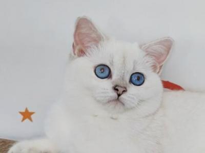 MoonStory Victoria - British Shorthair - Gallery Photo #1