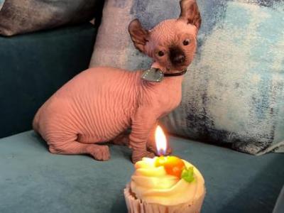 Dwelf Sphynx - Bambino - Gallery Photo #1