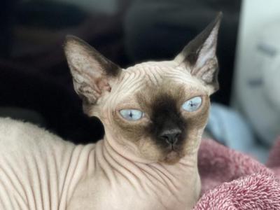 Bambino Sphynx Female Cat Bicolor Color - Bambino - Gallery Photo #1