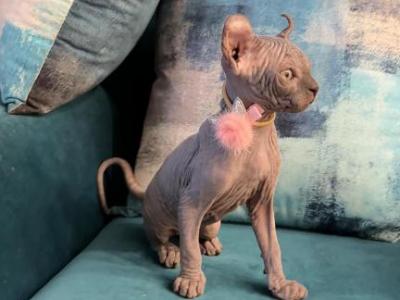 Elf Sphynx - Sphynx - Gallery Photo #1