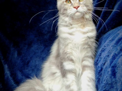 Oppra - Maine Coon - Gallery Photo #1