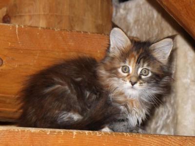 Daisy - Maine Coon - Gallery Photo #1