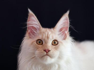 Sunny - Maine Coon - Gallery Photo #1