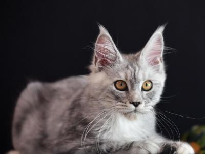 Mira - Maine Coon - Gallery Photo #1