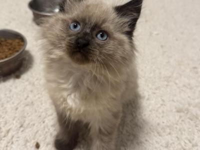 Stella - Ragdoll - Gallery Photo #1