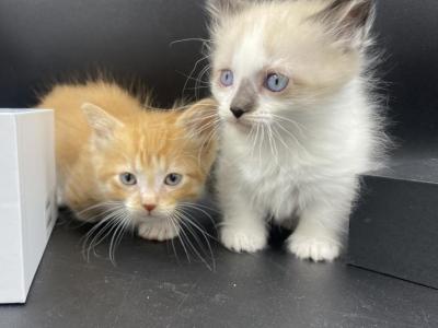 Two Standard Munchkin Males Available Now - Munchkin - Gallery Photo #1