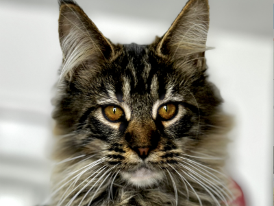 Harriet - Maine Coon - Gallery Photo #1