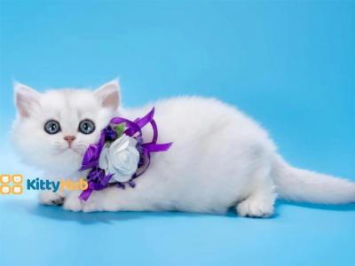 AVAILABLE Barbie - British Shorthair - Gallery Photo #1