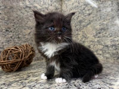 British Longhair Black White  Male - British Shorthair - Gallery Photo #1