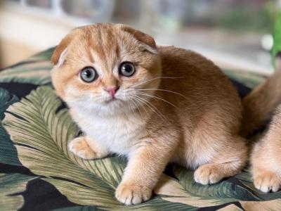 Scottish Fold  Golden  Female - Scottish Fold - Gallery Photo #1