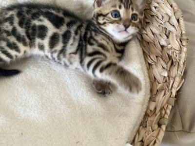 Pure Bengal Kittens - Bengal - Gallery Photo #1