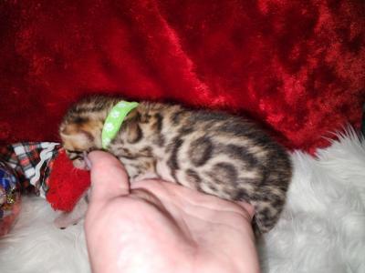 Holly Brown Rosette Female - Bengal - Gallery Photo #1