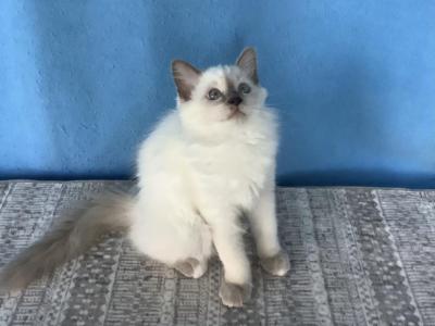 Rosanna - Ragdoll - Gallery Photo #1