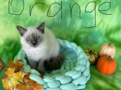 Miss Orange - Ragdoll - Gallery Photo #1