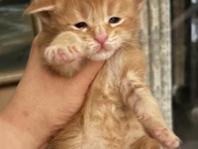 Maine Coon Babies - Maine Coon - Gallery Photo #1