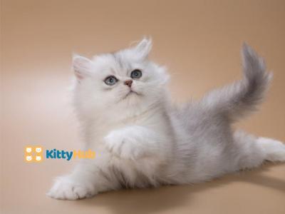 AVAILABLE Cookie - British Shorthair - Gallery Photo #1