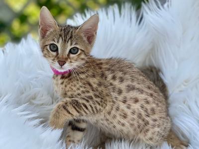 Nala - Savannah - Gallery Photo #1