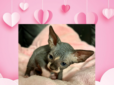 Female 2 - Sphynx - Gallery Photo #1