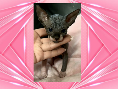 Female 1 - Sphynx - Gallery Photo #1