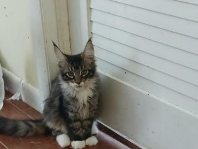 Felix - Maine Coon - Gallery Photo #1