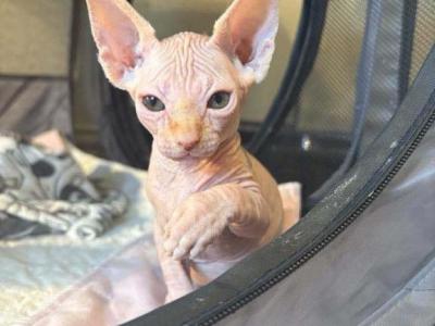 Nebulas Litter - Sphynx - Gallery Photo #1