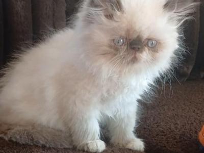 Adorable Himalayan Kittens And His Littermates - Himalayan - Gallery Photo #1