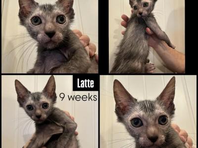 Latte Kitten - Lykoi - Gallery Photo #1