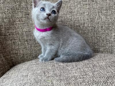 Russian Blue Newborn Female Kitty For Reservation - Russian Blue - Gallery Photo #1