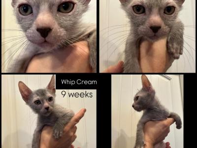 Whip Cream - Lykoi - Gallery Photo #1