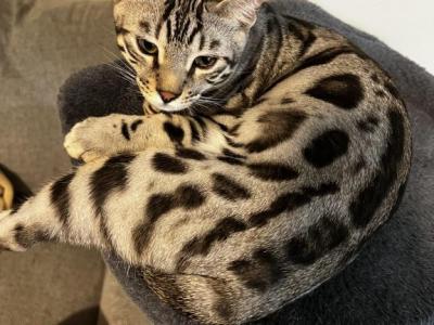 Atreus - Bengal - Gallery Photo #1