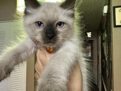 Ragdoll Siamese Kittens - Ragdoll - Gallery Photo #1