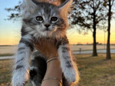 Snow - Maine Coon - Gallery Photo #1