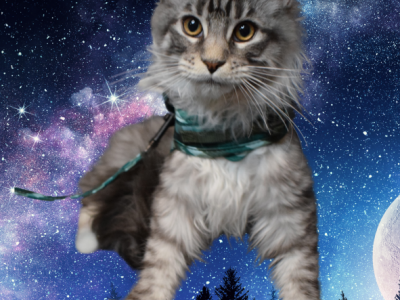 Aquamarine - Maine Coon - Gallery Photo #1