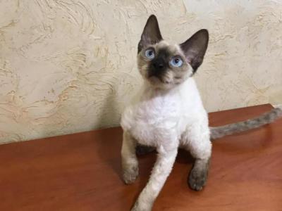 Otis - Devon Rex - Gallery Photo #1