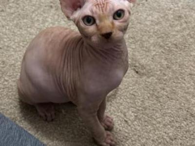 Red Male - Sphynx - Gallery Photo #1