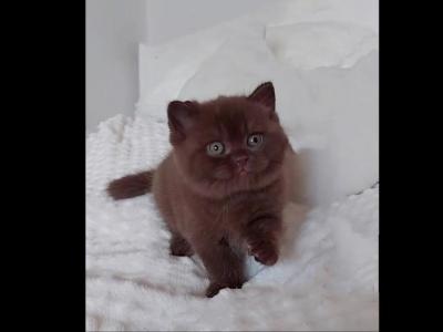 BRITISH SHORTHAIR KITTENS - British Shorthair - Gallery Photo #1