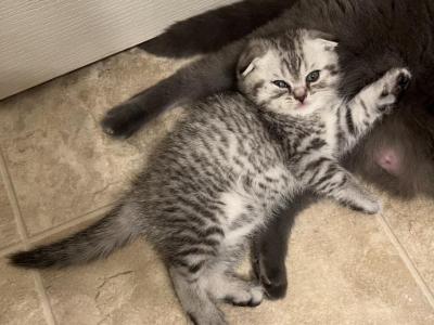 Male Scottish Fold Kitten - Scottish Fold - Gallery Photo #1