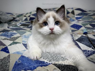 Slade - Ragdoll - Gallery Photo #1